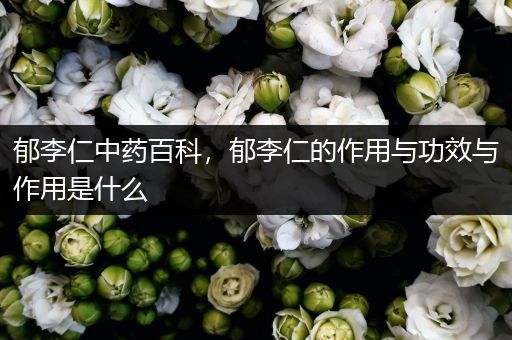 郁李仁中药百科，郁李仁的作用与功效与作用是什么