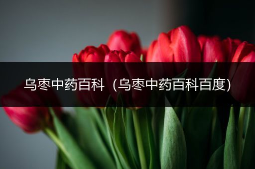 乌枣中药百科（乌枣中药百科百度）