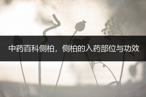 中药百科侧柏，侧柏的入药部位与功效