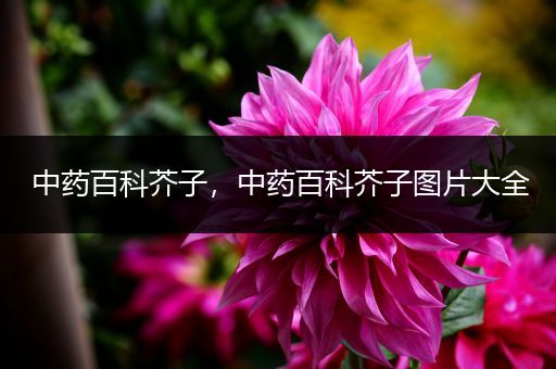 中药百科芥子，中药百科芥子图片大全