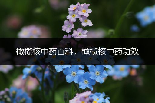 橄榄核中药百科，橄榄核中药功效