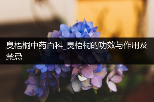 臭梧桐中药百科_臭梧桐的功效与作用及禁忌