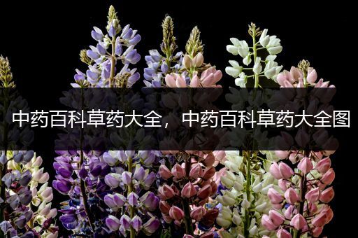 中药百科草药大全，中药百科草药大全图