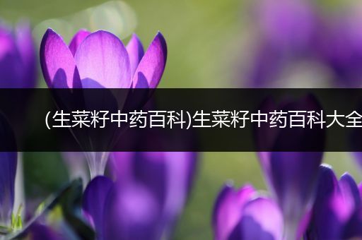 （生菜籽中药百科)生菜籽中药百科大全