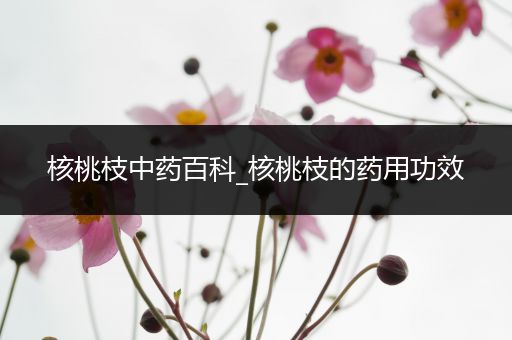 核桃枝中药百科_核桃枝的药用功效