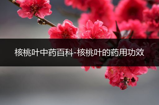 核桃叶中药百科-核桃叶的药用功效