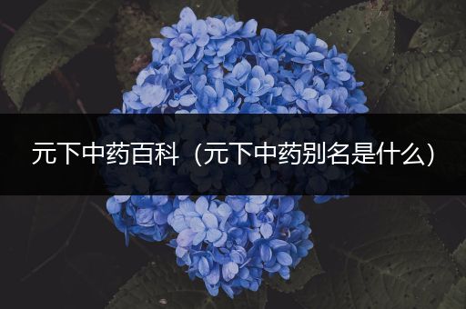 元下中药百科（元下中药别名是什么）